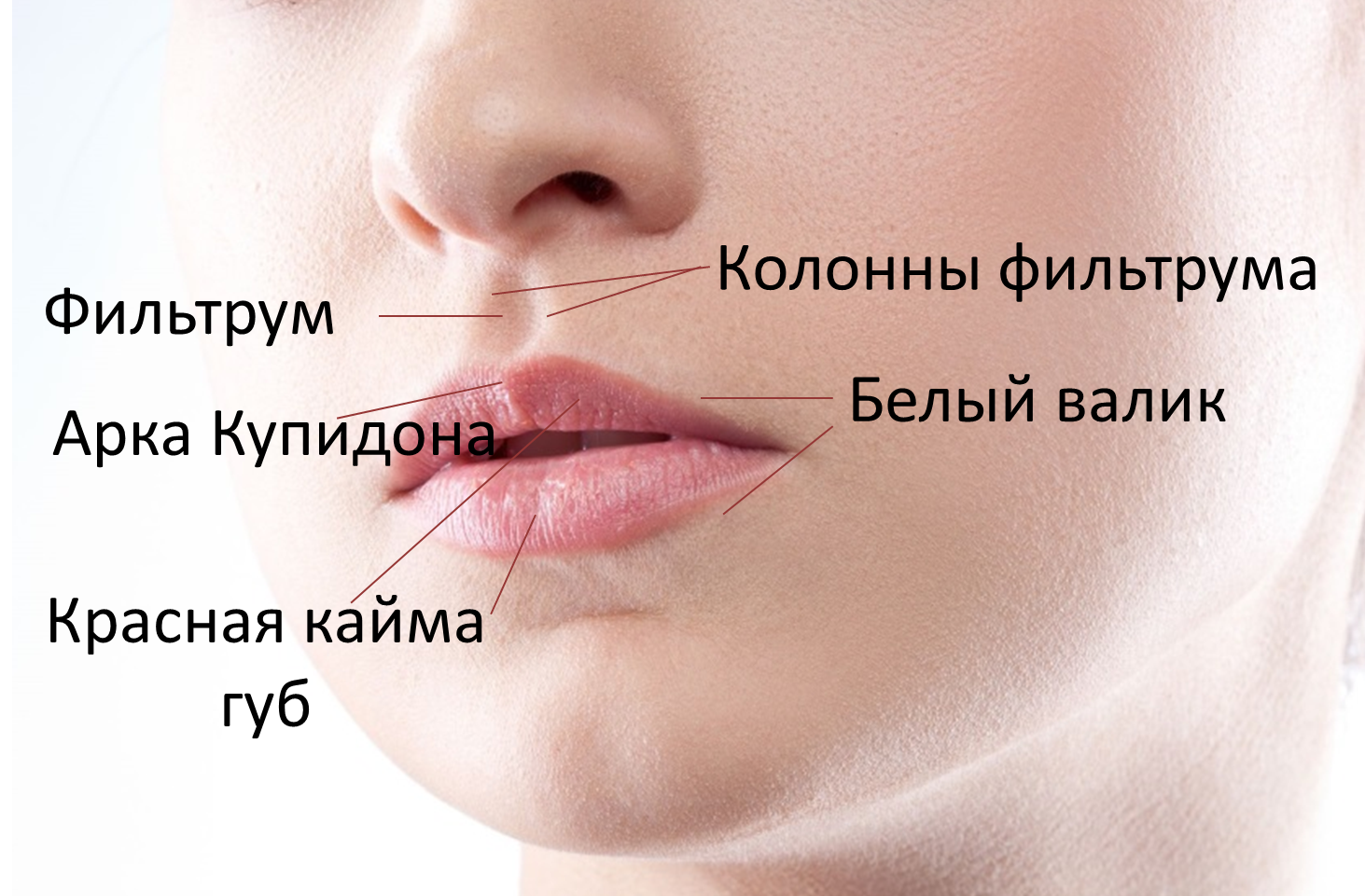 Складки между носом и губами Складки между носом и губами