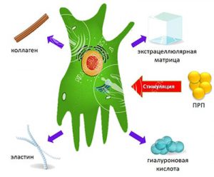 Эро фото большие половые губы