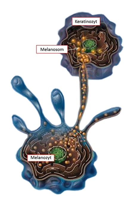 3а меланогенез